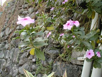 2004taiwan44.jpg (36345 �o�C�g)