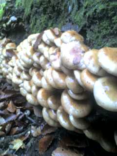 ���̂��R�s